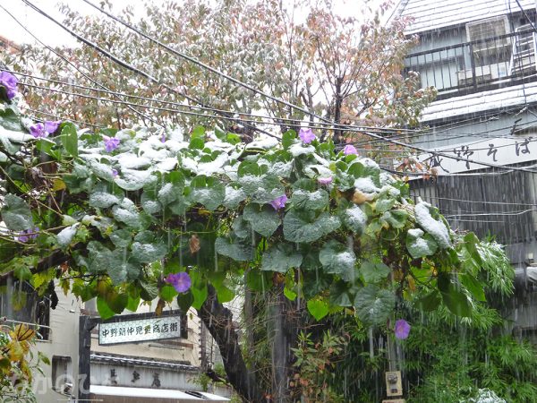 54年ぶりに雪化粧となった11月の中野