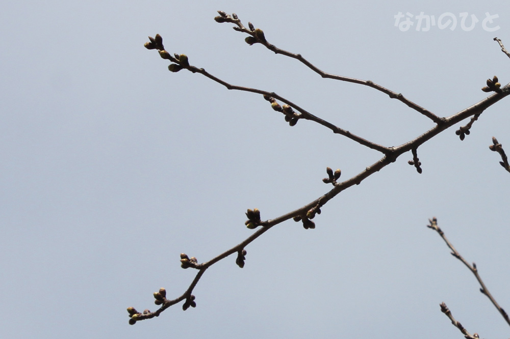 2017年3月16日の中野通りの桜