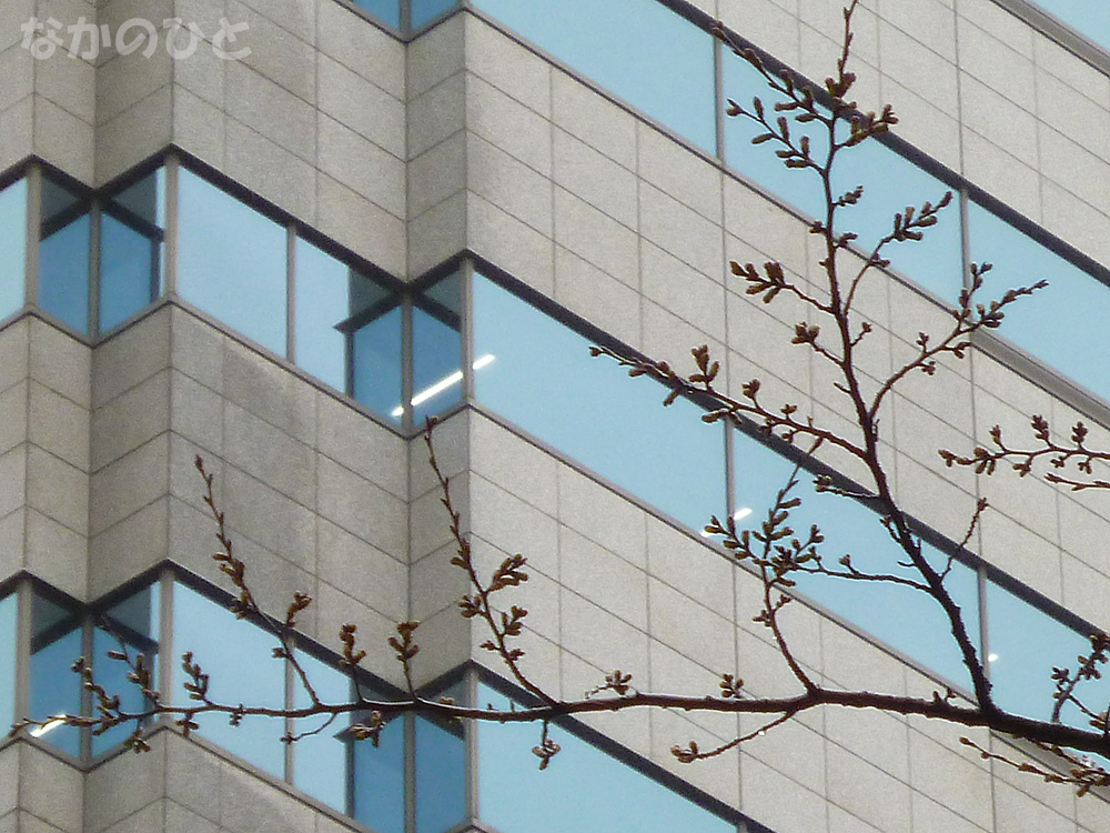 2017年3月21日の中野通りの桜