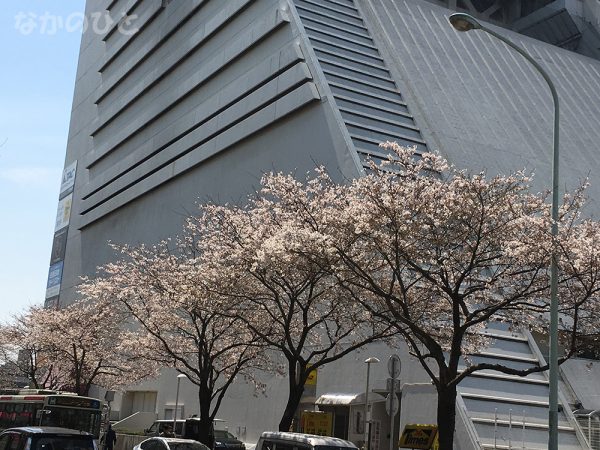 2017年4月5日の中野通りの桜