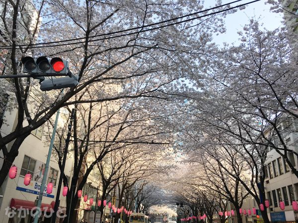 2017年4月7日の中野通りの桜