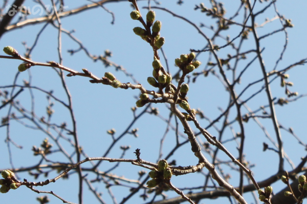 2018年3月14日の中野通りの桜