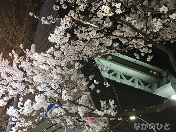2018年3月23日の中野通りの桜