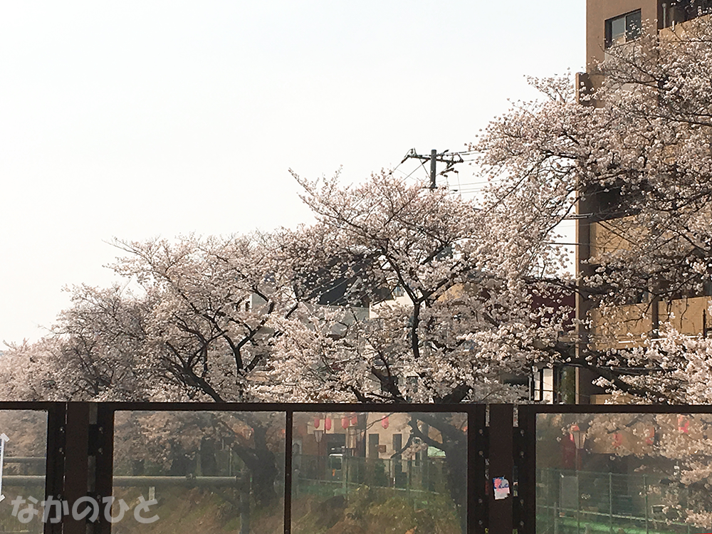 東中野のJR沿線の桜