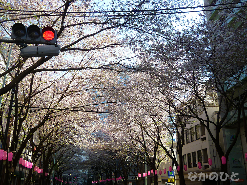 2018年3月30日の中野通りの桜