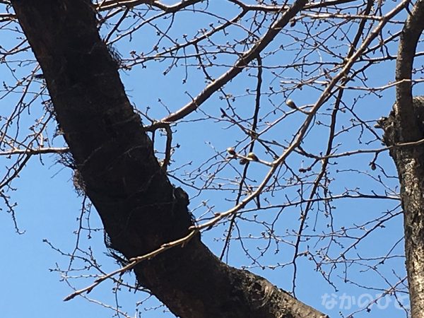 2019年3月15日の、中野通りの桜