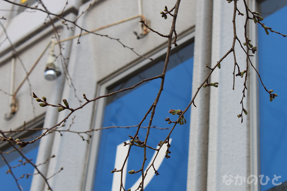 2019年3月20日の、中野通りの桜