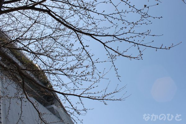 2019年3月20日の、中野通りの桜