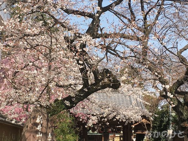 新井薬師梅照院の桜2019