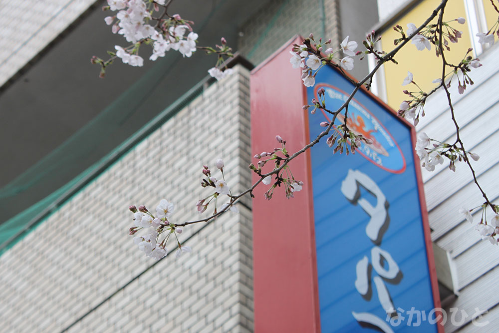 2019年3月29日の、中野通りの桜