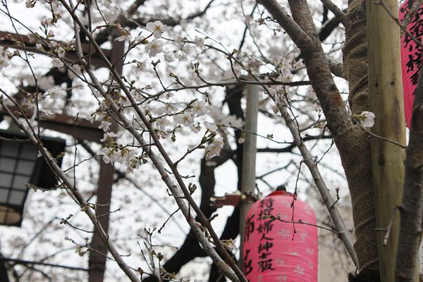 2019年3月29日の、中野通りの桜