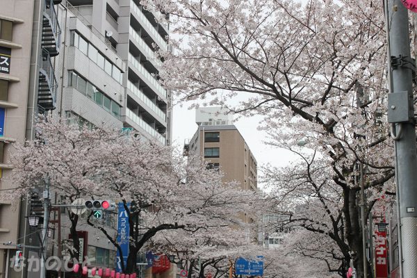 2019年3月29日の、中野通りの桜