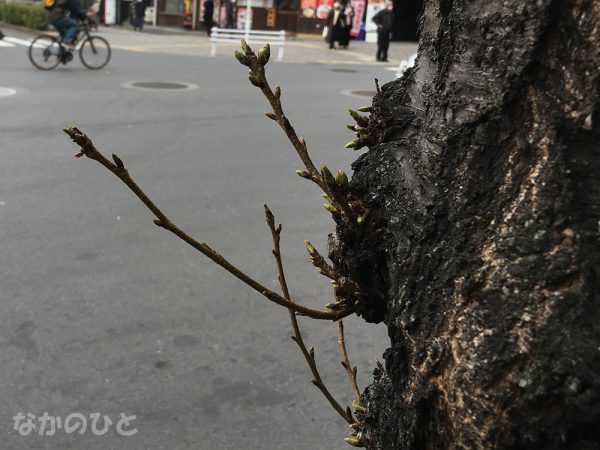 2021年3月5日の中野通りの桜