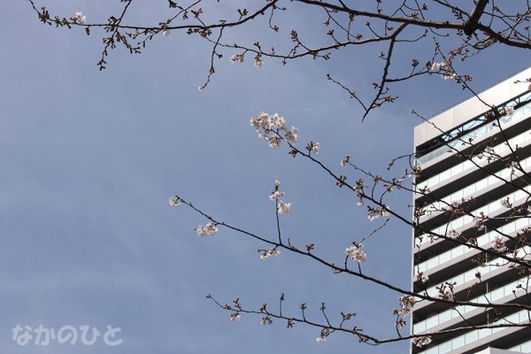 2021年3月16日の中野通りの桜