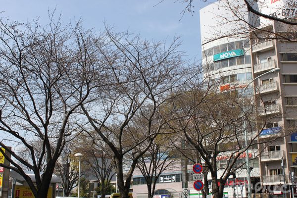 2021年3月16日の中野通りの桜