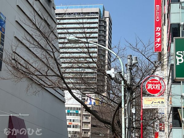 2022年3月11日の中野通りの桜