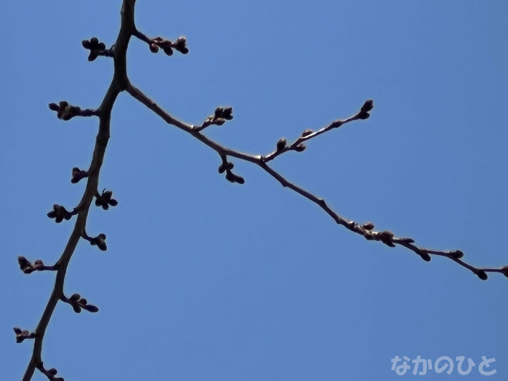 2022年3月11日の、中野通りの桜