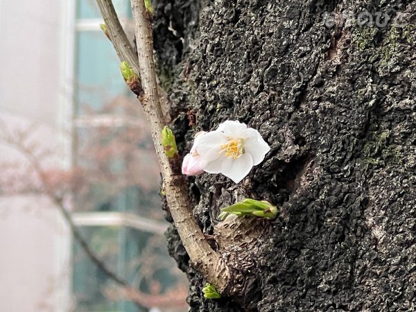 2022年3月18日の、中野通りの桜