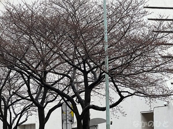 2022年3月18日の、中野通りの桜