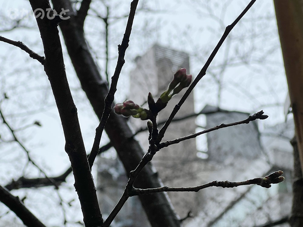 2022年3月18日の、中野通りの桜