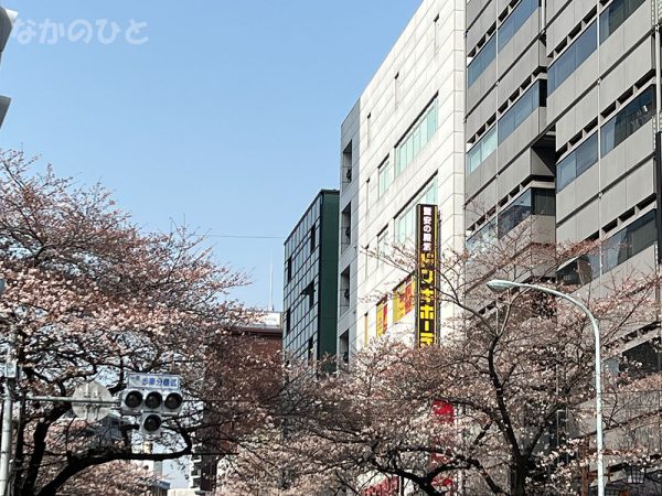 2022年3月25日の、中野通りの桜