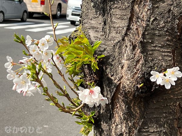 2022年3月25日の、中野通りの桜