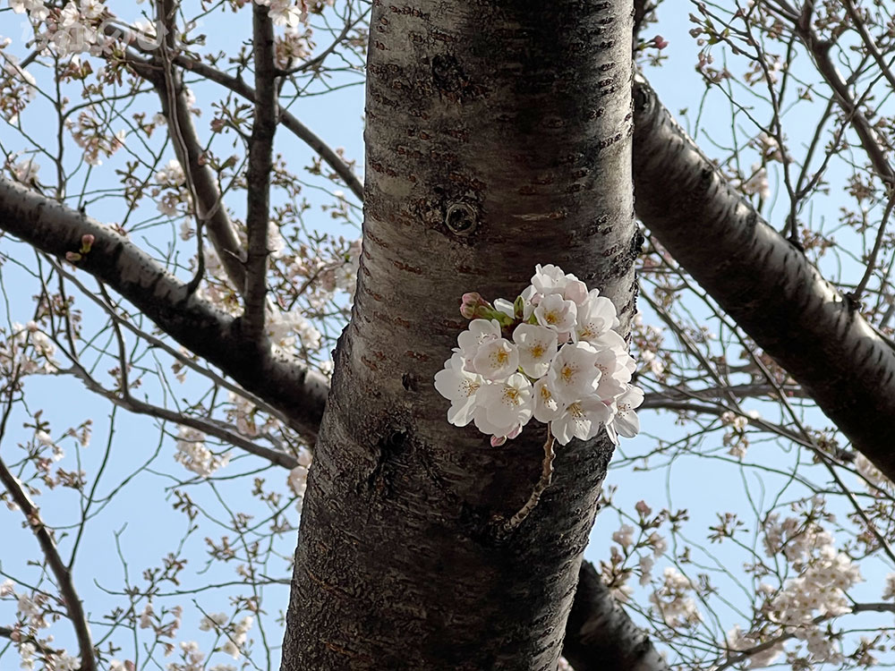 2022年3月25日の、中野通りの桜