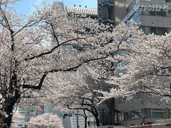 2022年3月28日の、中野通りの桜