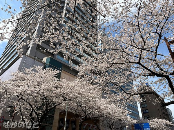 2022年3月28日の、中野通りの桜