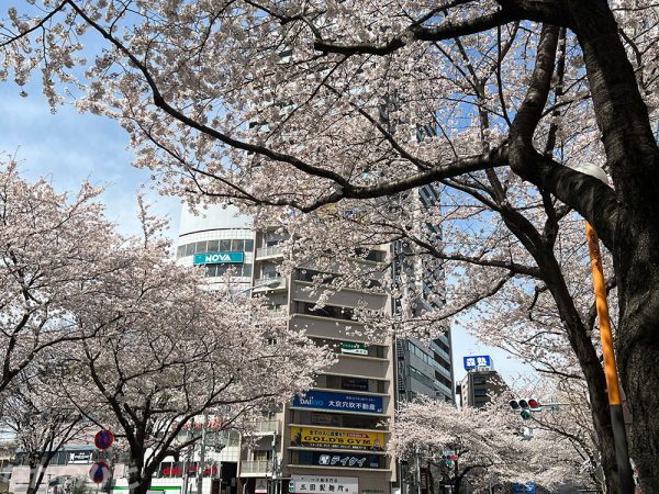 2022年3月28日の、中野通りの桜