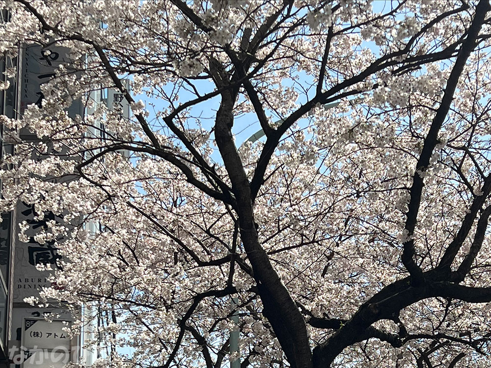 2022年3月28日の、中野通りの桜