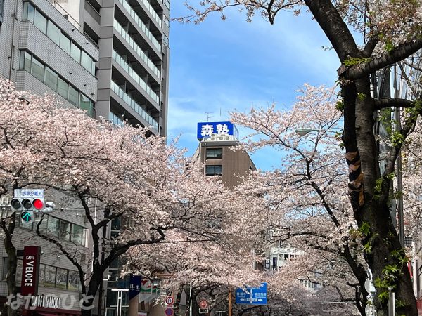 2022年4月1日の、中野通りの桜