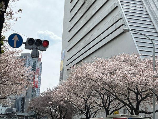 2022年4月1日の、中野通りの桜