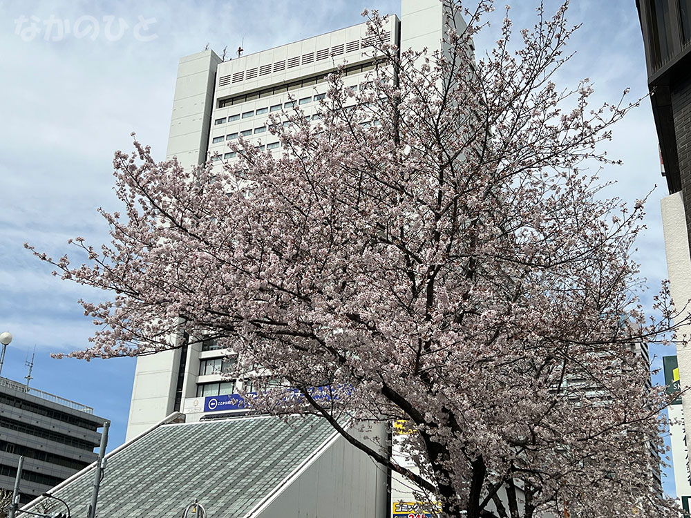 桜と中野サンプラザ