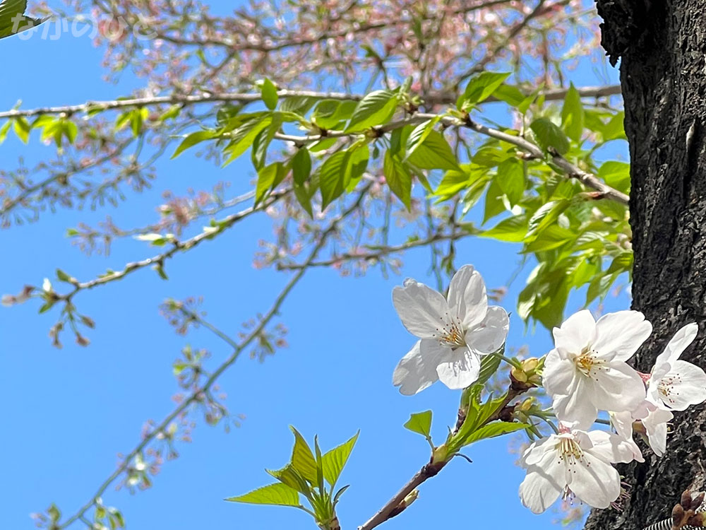 2022年4月8日の、中野通りの桜