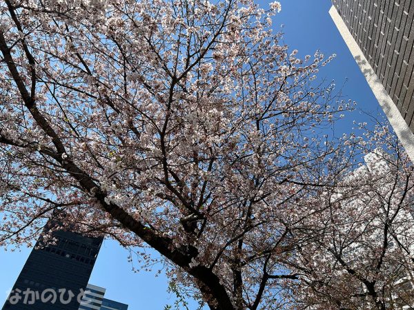 中野駅北口の桜