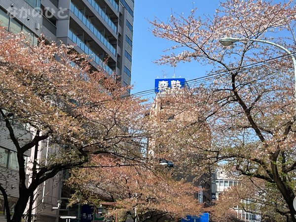 2022年4月8日の、中野通りの桜