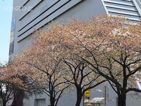 2022年4月8日の、中野通りの桜