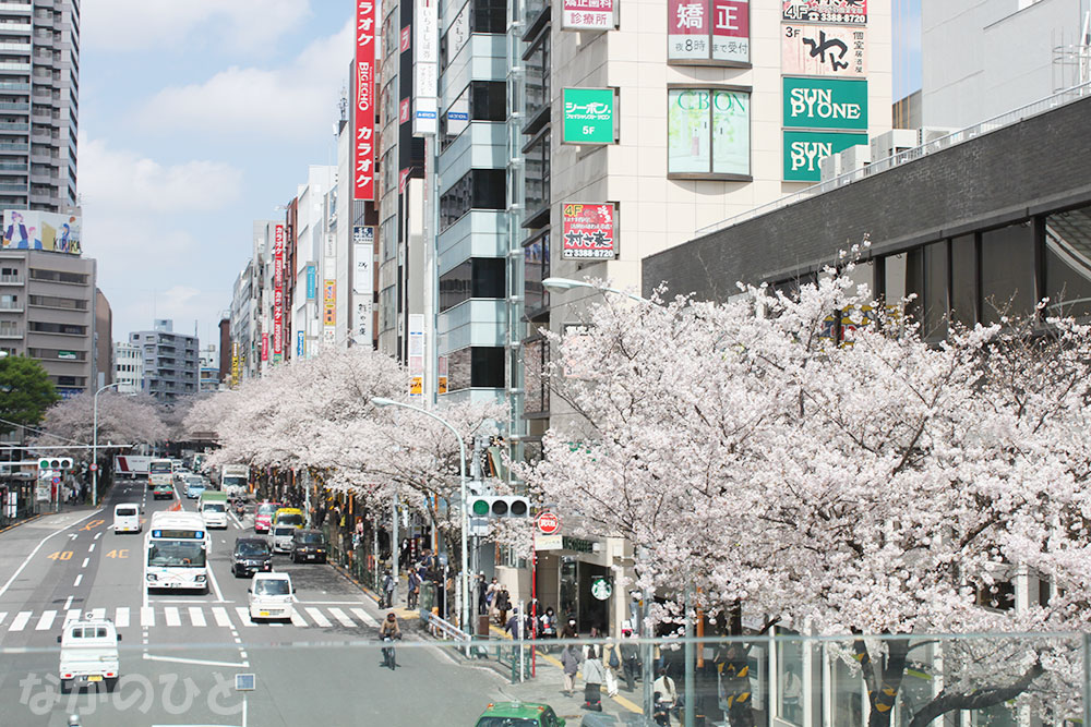 陸橋から見た2023年3月29日の中野通りの桜