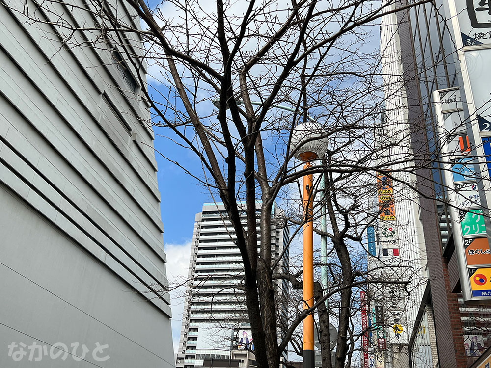 2023年3月6日の、中野通りの桜