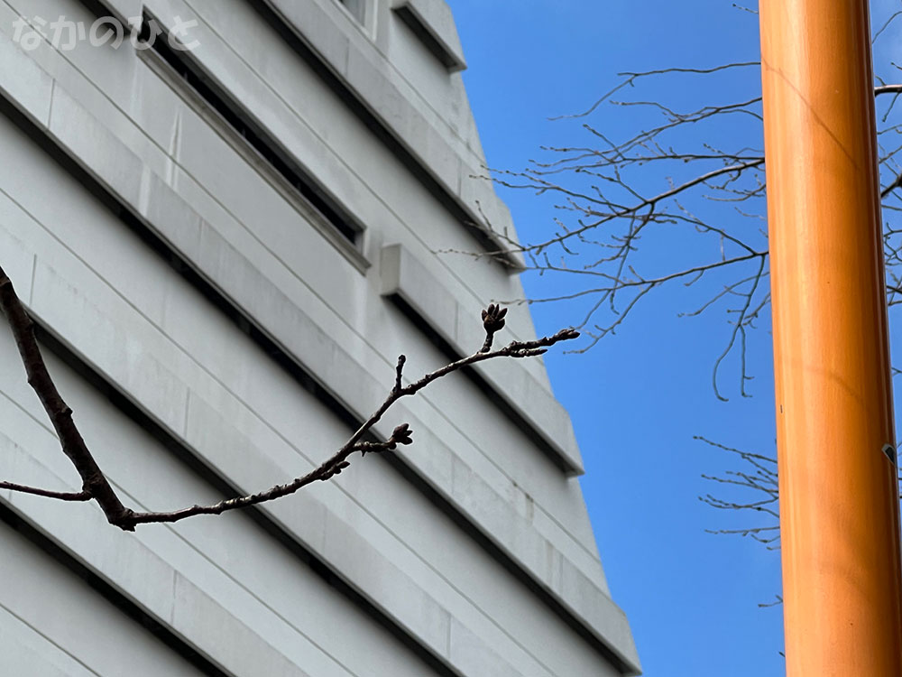 2023年3月6日の、中野通りの桜のつぼみ