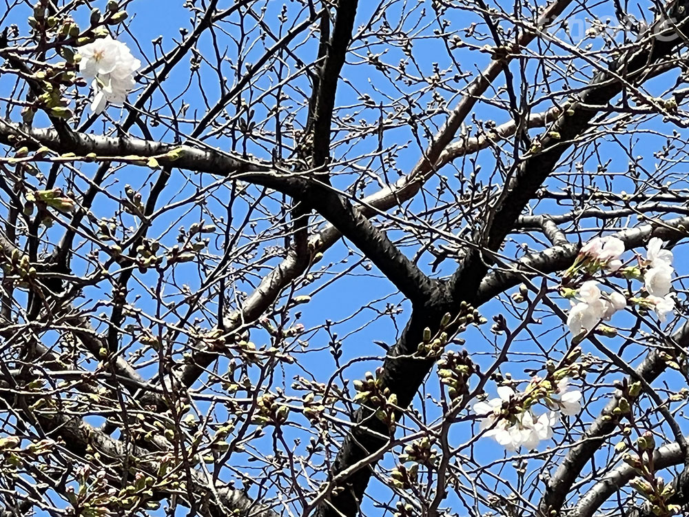 2023年3月14日の、咲いている中野通りの桜