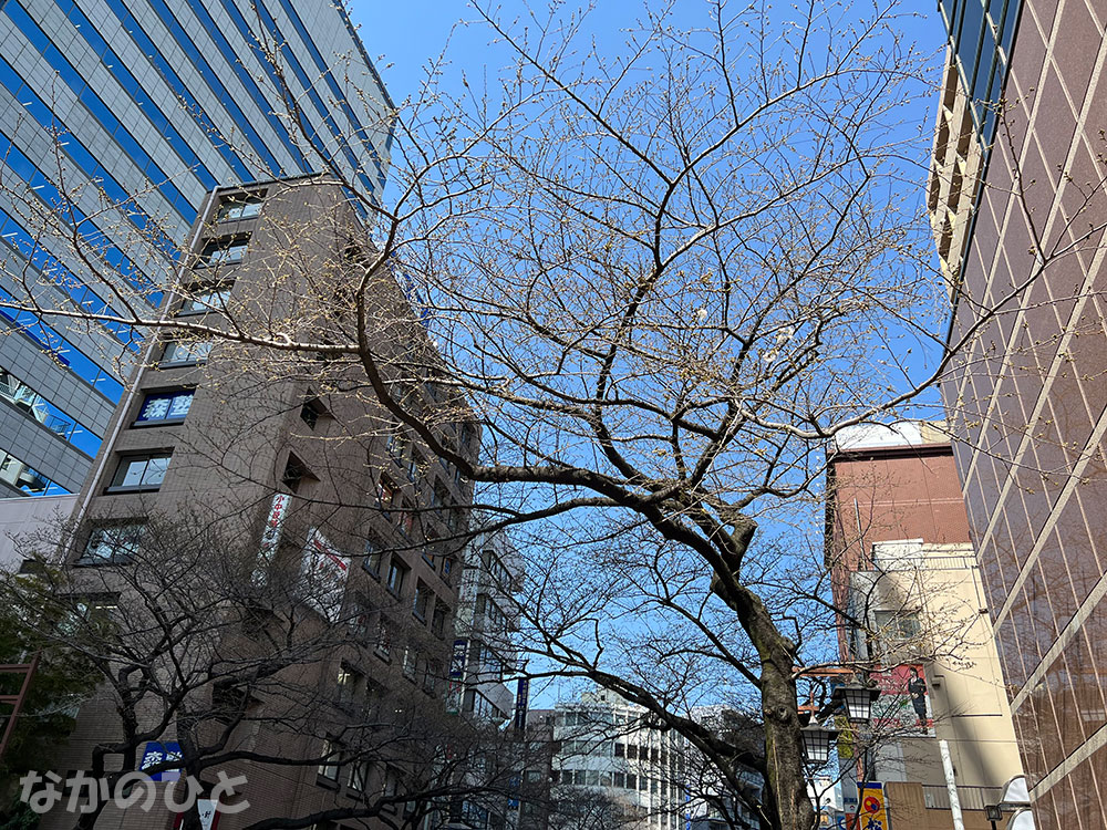 2023年3月14日の、中野通りの桜