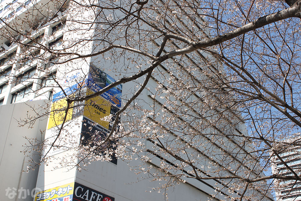 2023年3月20日の中野通りの桜と中野サンプラザ