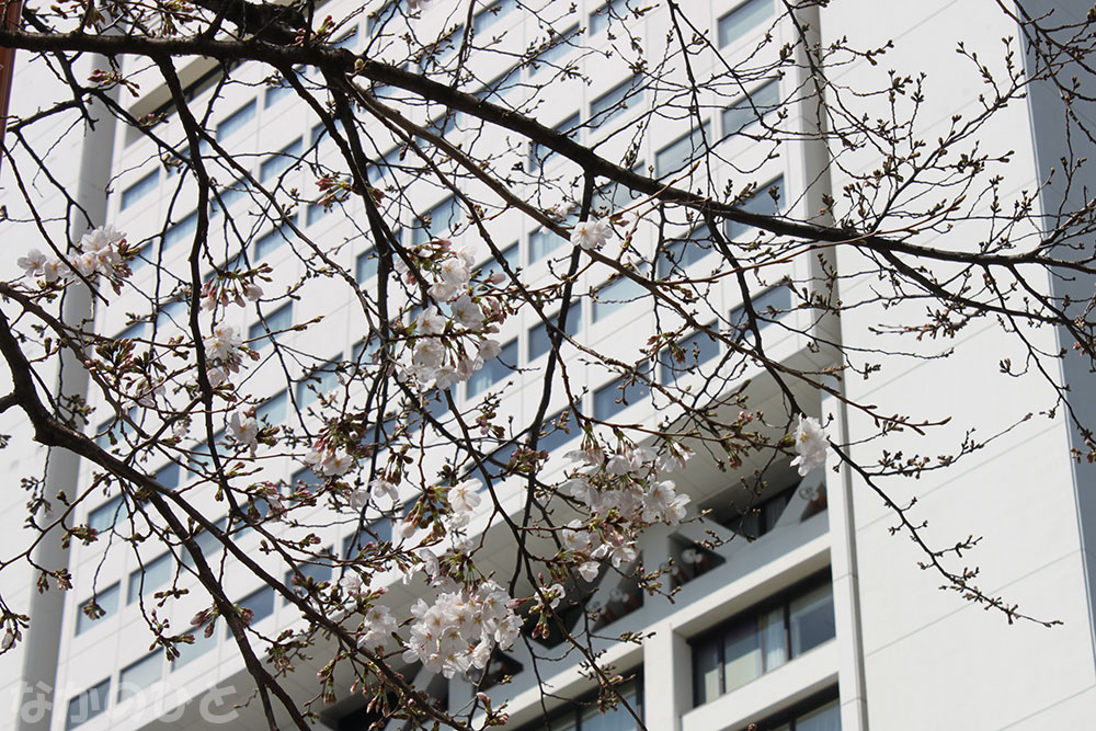 2023年3月20日の、中野通りの桜と中野サンプラザ