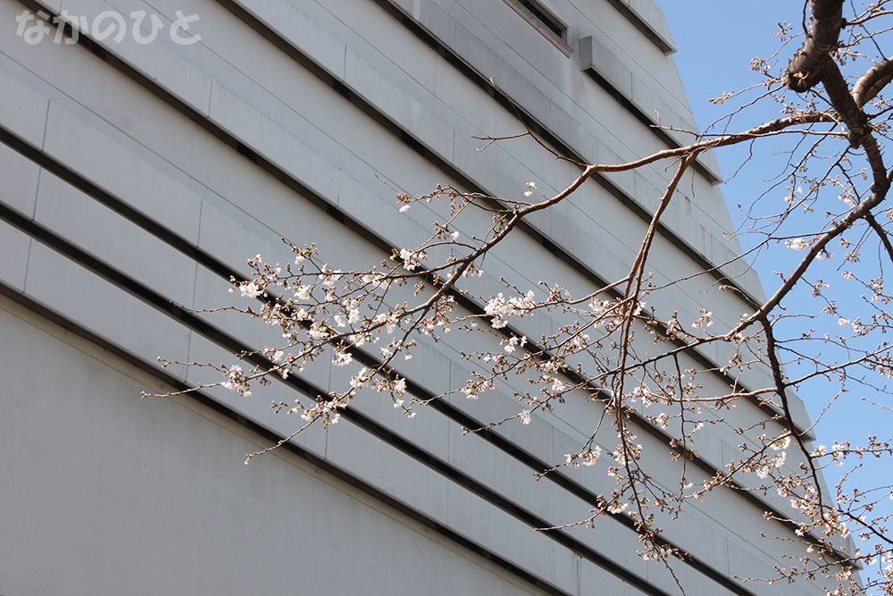 2023年3月20日の、中野通りの桜