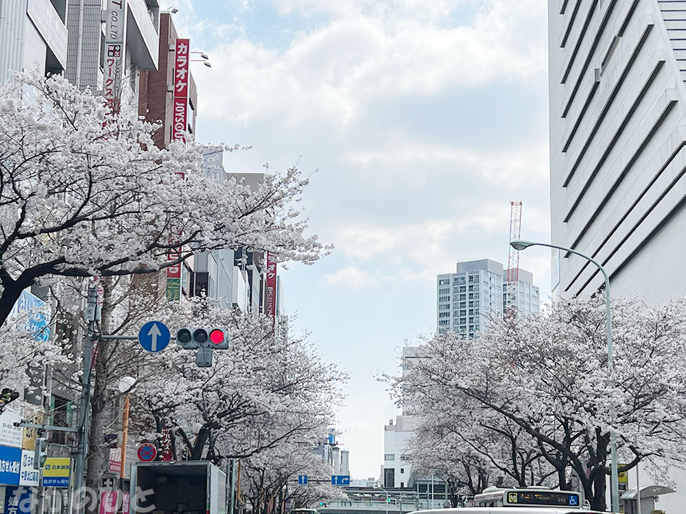 2023年3月22日の中野通りの桜（サンプラザ横交差点から、中野駅方面）
