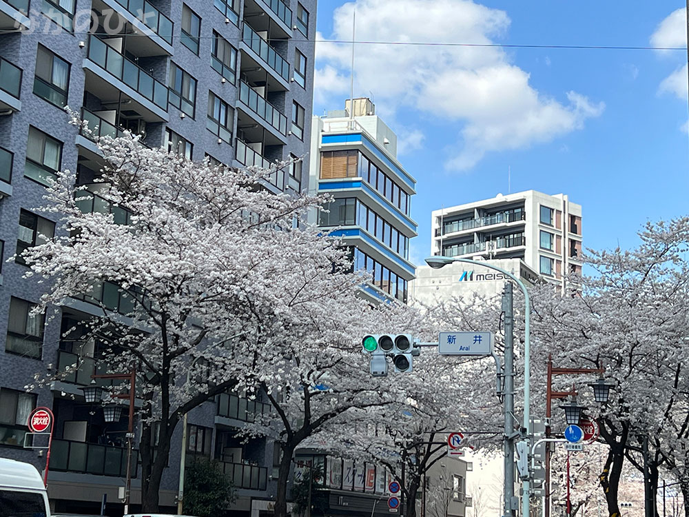 2023年3月22日の中野通りの桜（新井交差点）