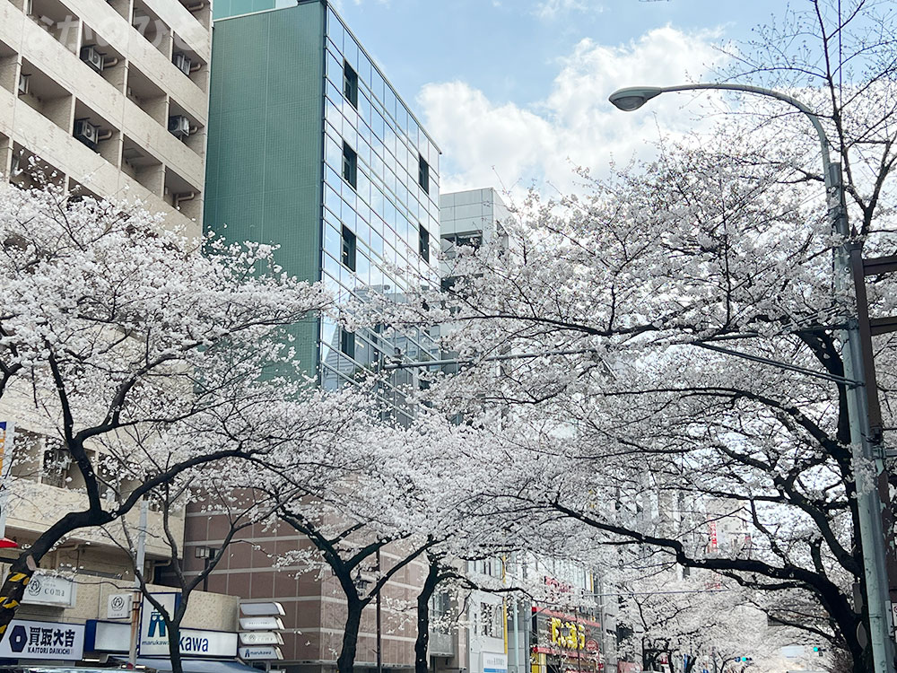 2023年3月22日の中野通りの桜（中野サンクォーレ前）