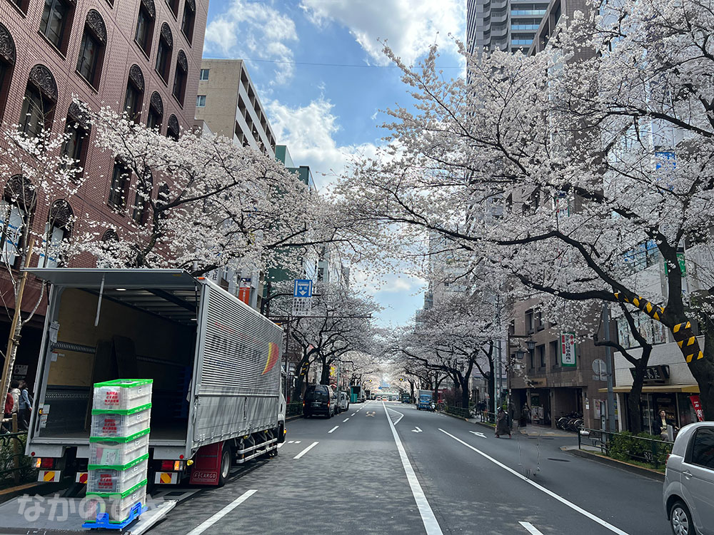 2023年3月22日の中野通りの桜（新井交差点から、中野駅方面）